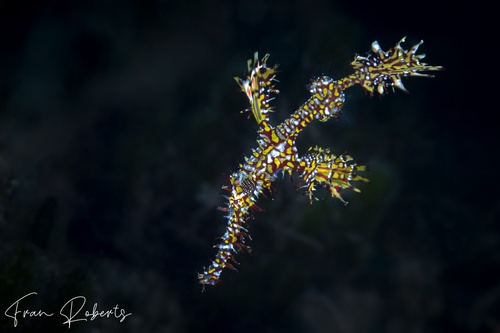 Image of Solenostomus paradoxus