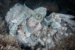 Image of Synanceia horrida