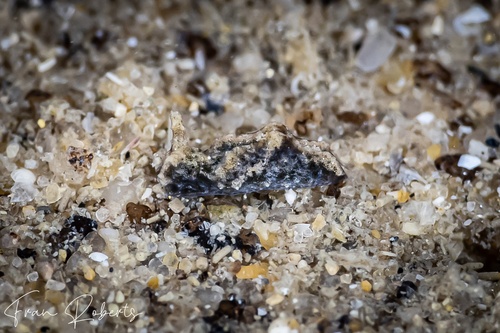 Image of Elysia sp. 30