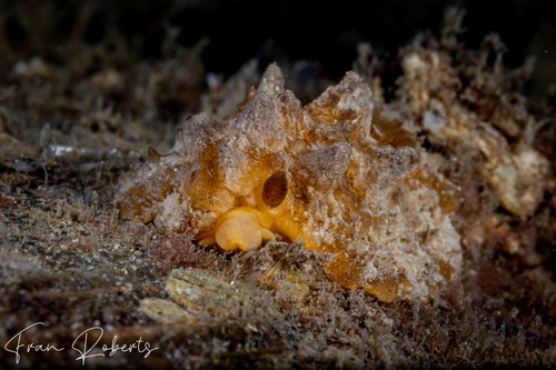 Image of Sclerodoris coreacia