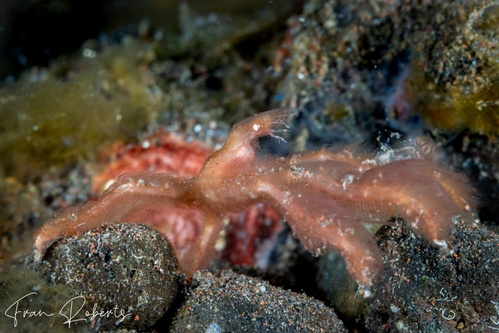 Image of Oncinopus sp. 1