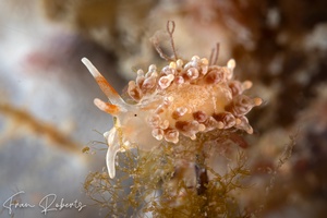 Image of Phestilla minor