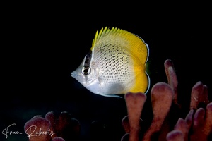 Image of Chaetodon guentheri
