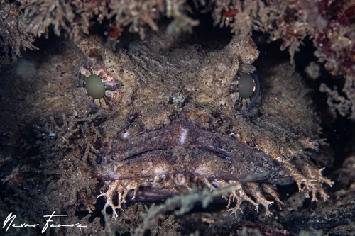 Image of Batrachomoeus dubius