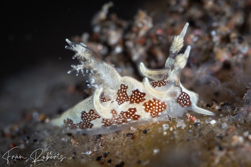 Image of Trapania cf toddi