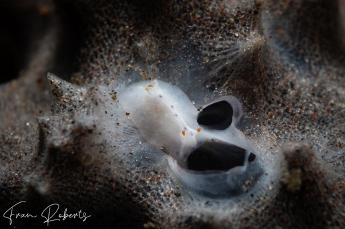 Image of Goniobranchus sp. 4