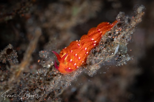 Image of Trinchesia sp. 4