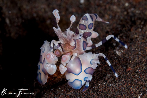 Image of Hymenocera picta