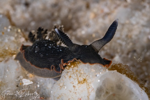 Image of Dendrodoris arborescens