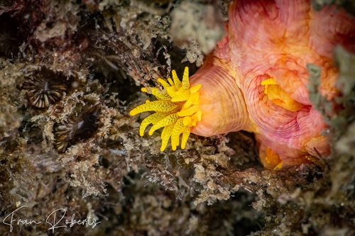 Image of Hard Corals Various