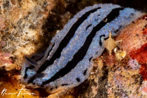 Image of Phyllidiopsis annae