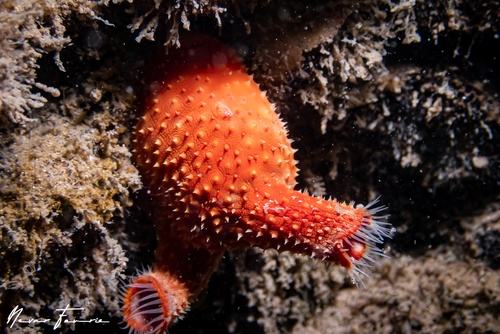 Image of Tunicates Various