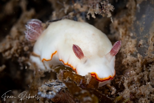 Image of Goniobranchus verrieri