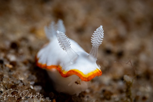 Image of Goniobranchus albonares