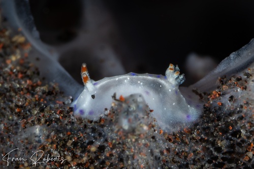 Image of Goniobranchus sp. 4