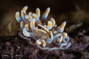 Image of Phyllodesmium sp. 2
