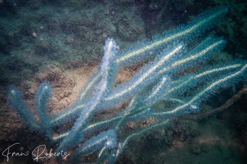 Image of Soft Corals Various