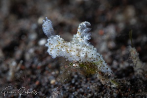 Image of Polycera sp. 3