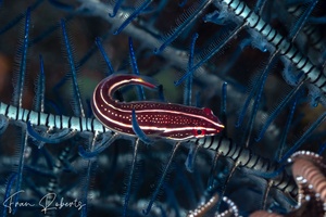 Image of Rhinolepadichthys geminus