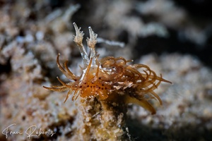 Image of Madrella ferruginosa