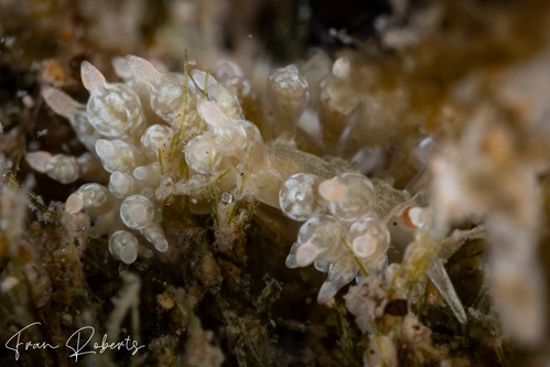 Image of Eubranchus sp. 3