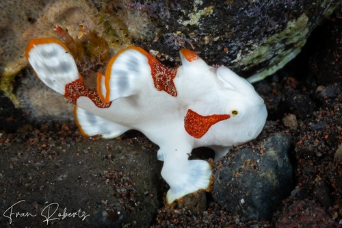 Image of Antennarius maculatus