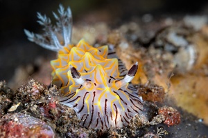 Image of Halgerda willeyi