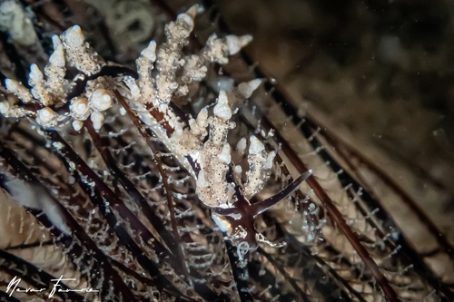 Image of Eubranchus sp. 2