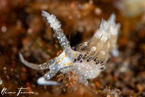 Image of Facelina bourailli