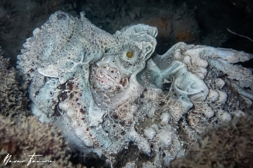 Image of Synanceia horrida