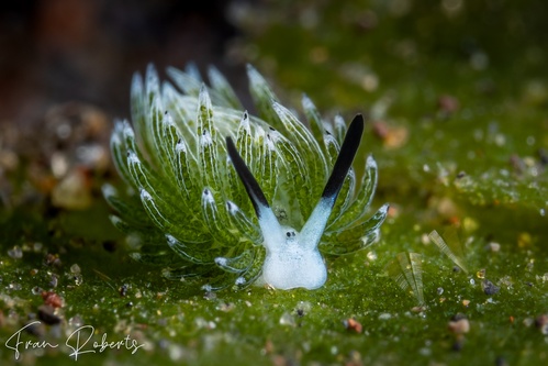 Image of Costasiella usagi