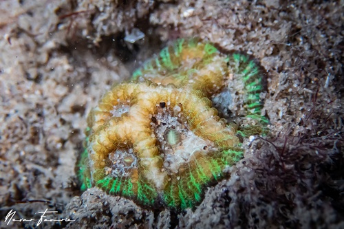 Image of Hard Corals Various