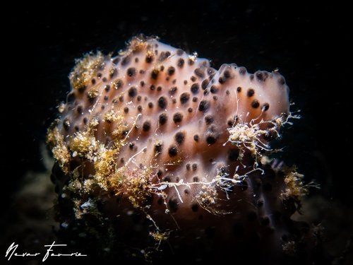 Image of Sponges Various