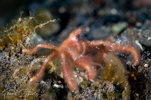 Image of Oncinopus sp. 1