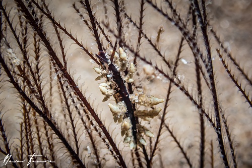 Image of Eubranchus sp. 2