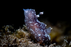 Image of Hallaxa iju