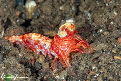 Image of Metapenaeopsis lamellata