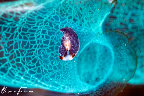 Image of Prostheceraeus sp. 1