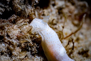 Image of Gymnodoris alba