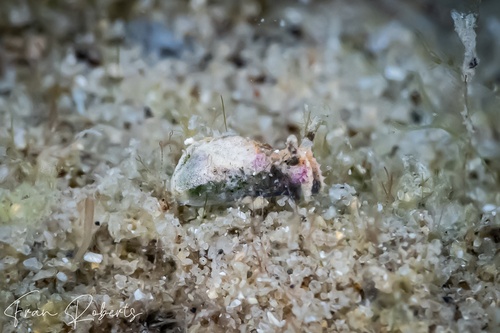 Image of Elysia sp. 19