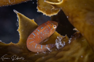 Image of Cochleoceps orientalis