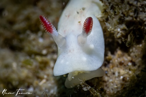 Image of Verconia verconiforma