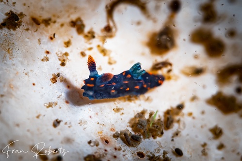 Image of Nembrotha sp. 1