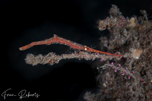 Image of Tozeuma lanceolatum