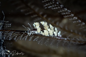 Image of Eubranchus sp. 2