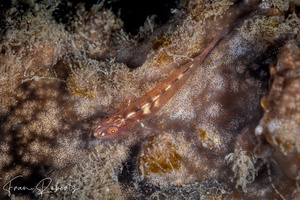 Image of Bryaninops yongei