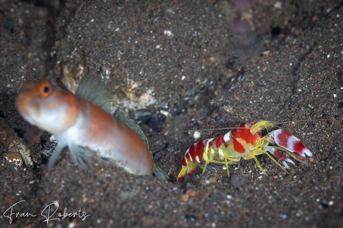 Image of Alpheus randalli