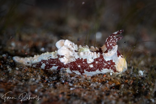 Image of Murphydoris adjusta