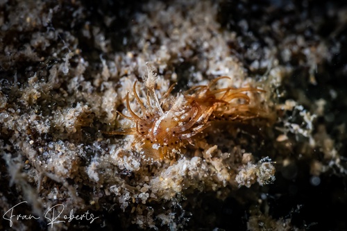 Image of Madrella ferruginosa