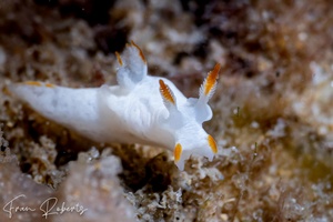 Image of Trapania vitta